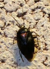 Deraeocoris sayi