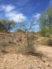 Parkinsonia aculeata