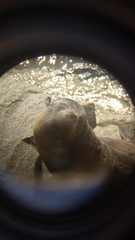Arctocephalus forsteri