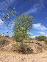Parkinsonia aculeata