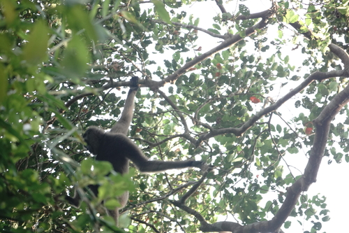 Hylobates muelleri