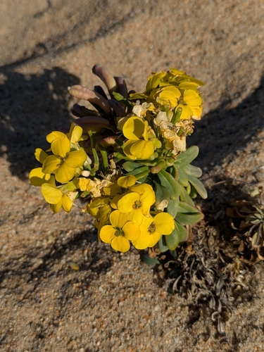 Erysimum menziesii, photograph 4