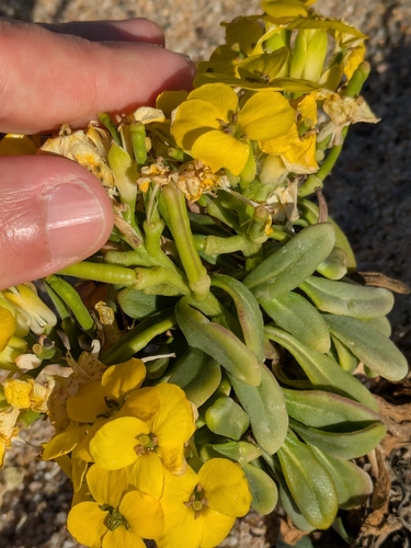 Erysimum menziesii, photograph 5
