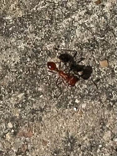 Maricopa Harvester Ant