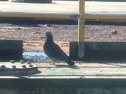 Feral Pigeon