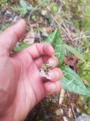 Pseudotrillium rivale
