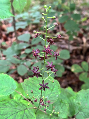 Veratrum maackii, photograph (c) Tatyana Petrenko, some rights reserved (CC BY)