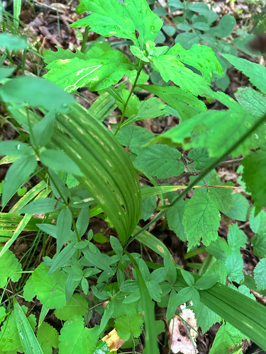 Veratrum maackii