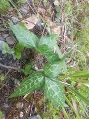 Pseudotrillium rivale