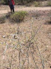Lycium berlandieri