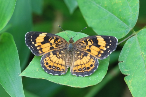 Silvery Checkerspot