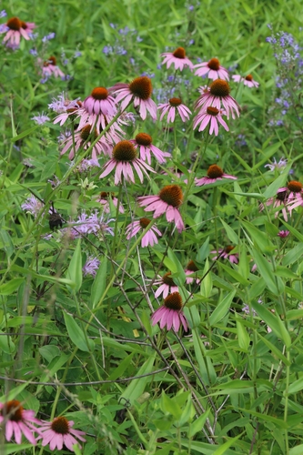 purple coneflower
