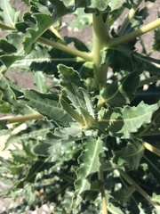 Mentzelia laevicaulis