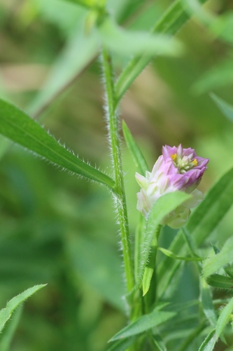 field milkwort