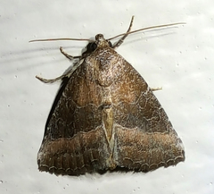 Ogdoconta