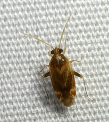 Hamatophylus guttulosus