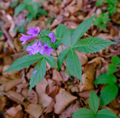 Cardamine pentaphyllos
