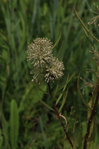 tall green milkweed