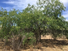 Prosopis glandulosa