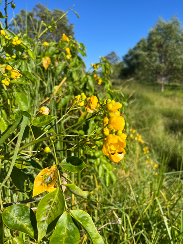 Senna, 2026-07-24