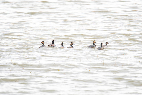 iNaturalist image