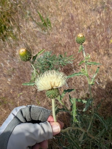 Cirsium brevifolium observed 2026-06-19