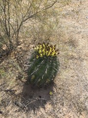 Ferocactus herrerae
