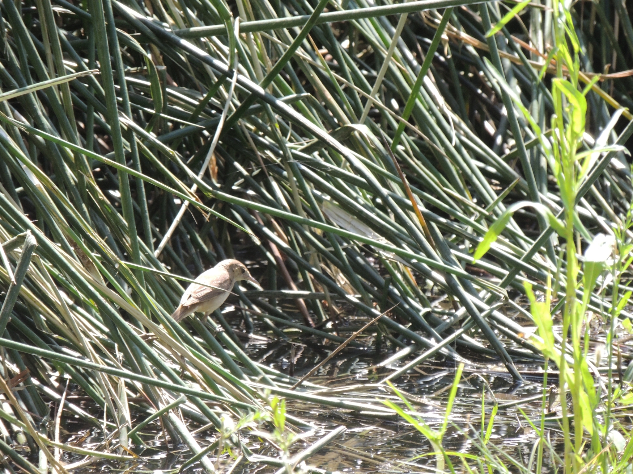 Australian Reed Warbler