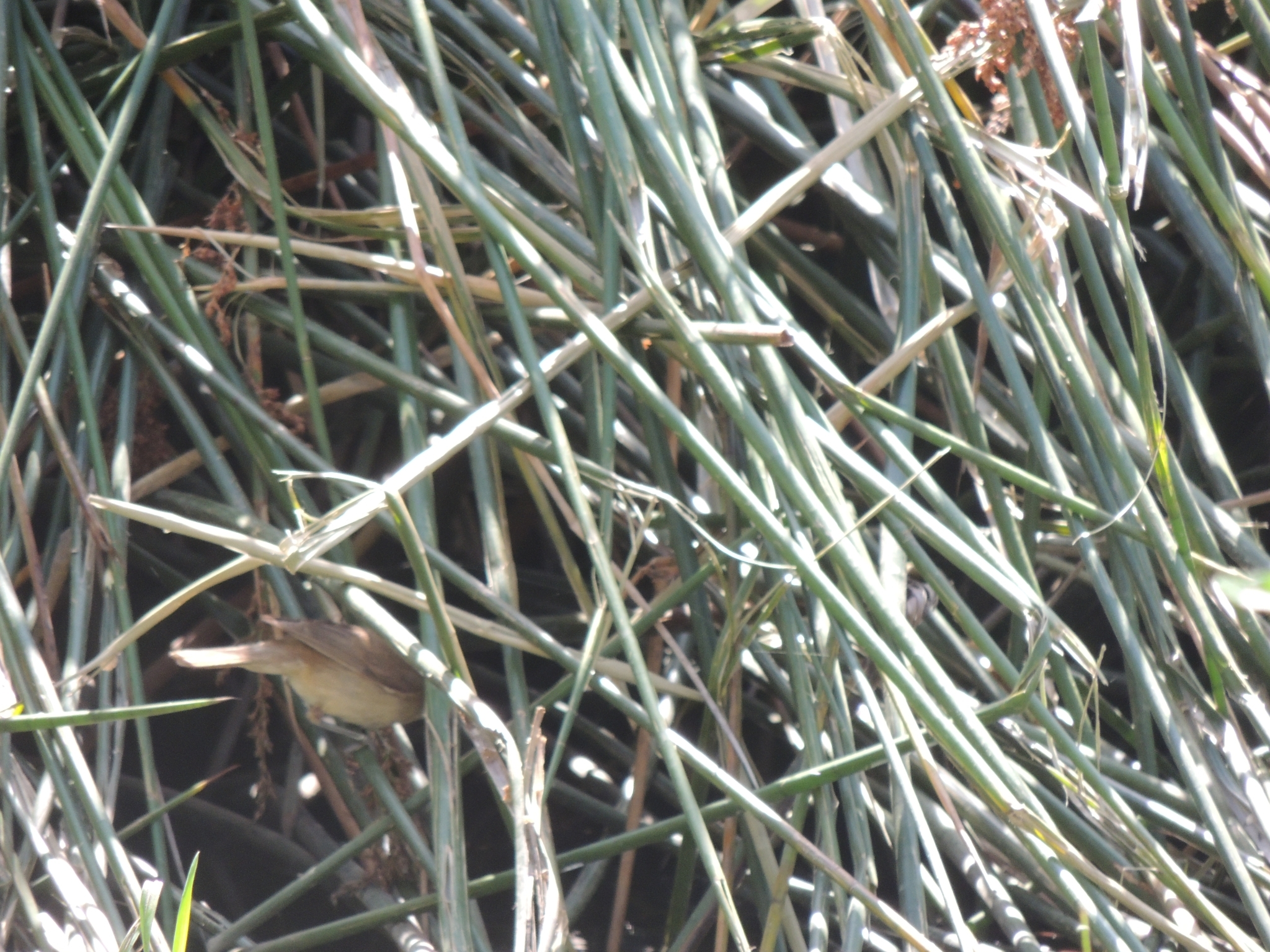Australian Reed Warbler