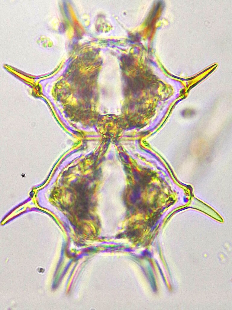 Xanthidium regulare