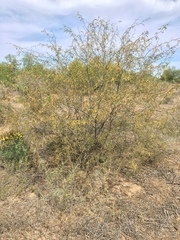 Prosopis glandulosa