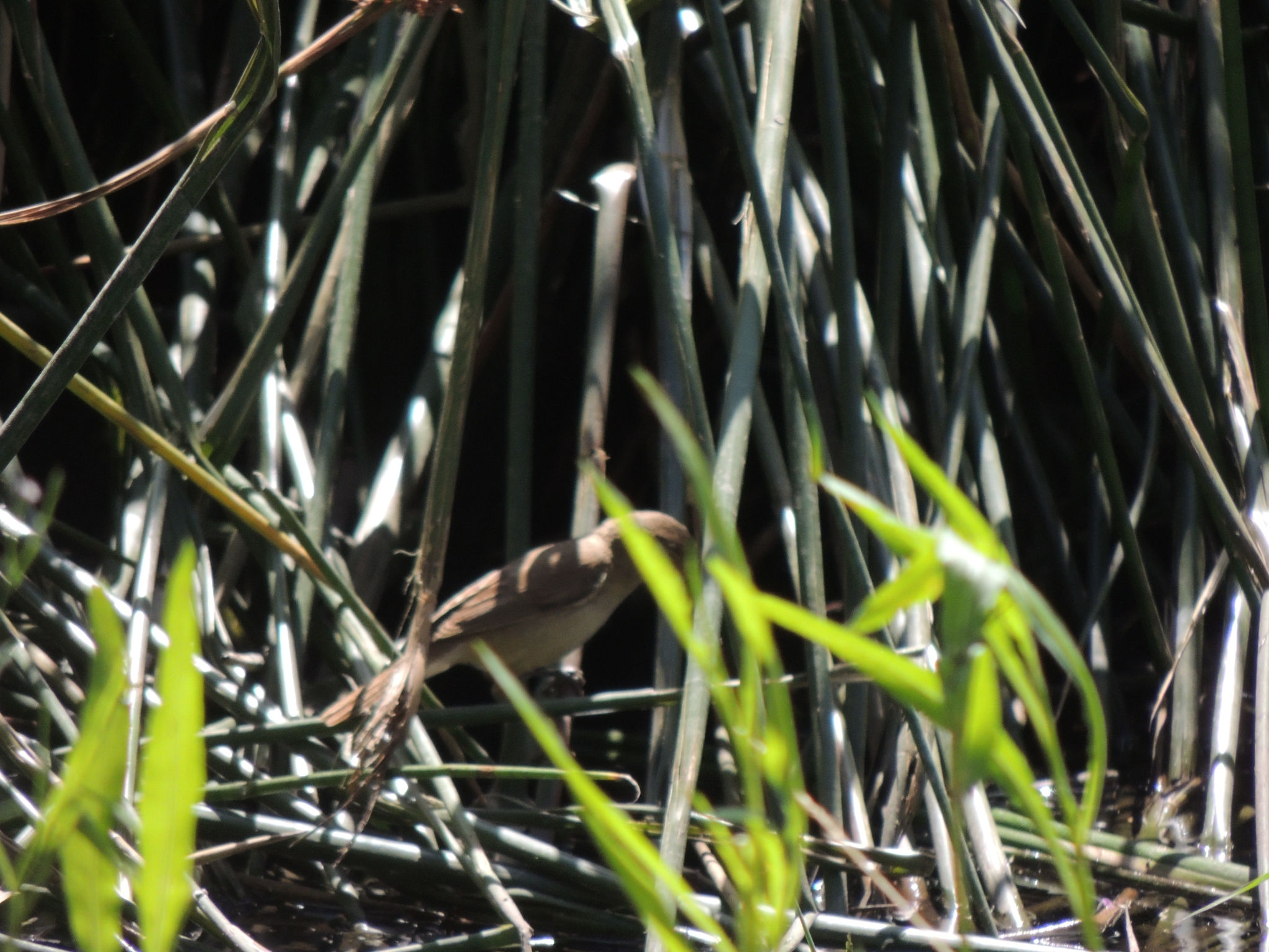 Australian Reed Warbler