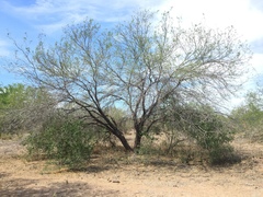 Prosopis