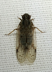 Melanoliarus aridus