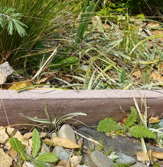 Chlorophytum comosum