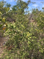 Lycium berlandieri