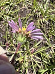 Oreostemma alpigenum, photograph author not stated, no rights reserved