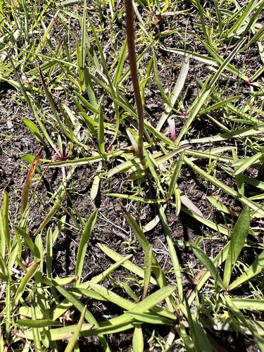 Oreostemma alpigenum, photograph 6