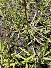 Oreostemma alpigenum, photograph author not stated, no rights reserved