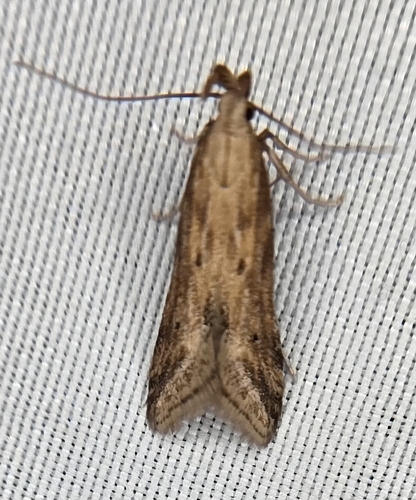Burdock Seedhead Moth photo 5