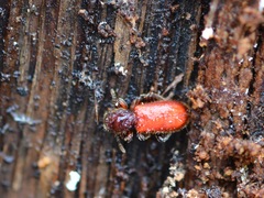 Zenodosus sanguineus