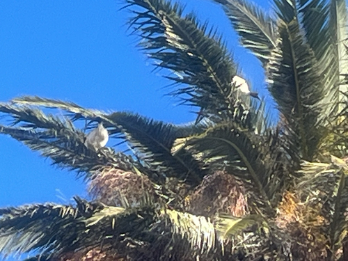 Australian Ibis