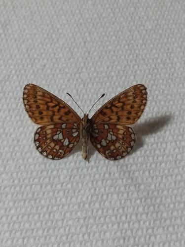 Bog Fritillary
