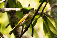 Gavicalis versicolor