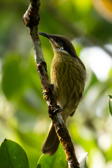 Gavicalis versicolor