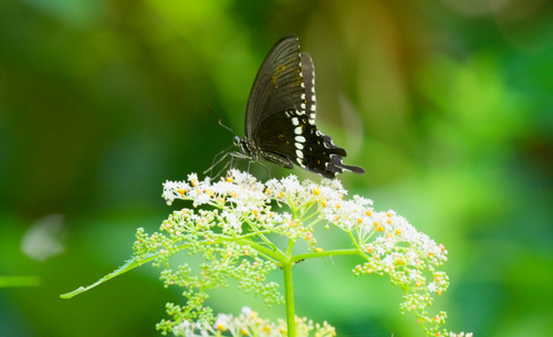Common Mormon Swallowtail