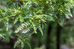 Bursera bipinnata, photograph (c) José Javier Barrios Flores, some rights reserved (CC BY)