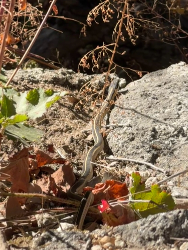 iNaturalist observation photo of Garter Snakes