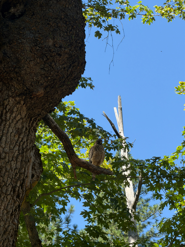 iNaturalist observation photo of Red-shouldered Hawk