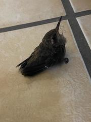 Cynanthus latirostris